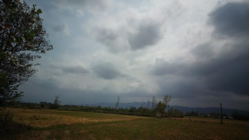 عکس بارکوسرا