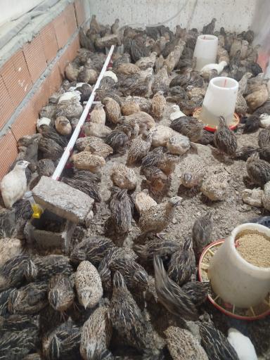 عکس سالن بلدرچین رمضانی