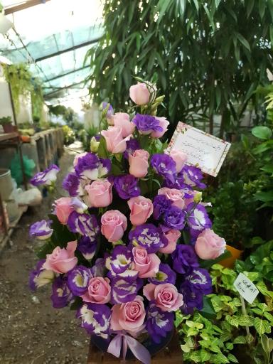 عکس گل کفشدوزک