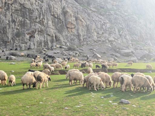 عکس خنگ اژدر