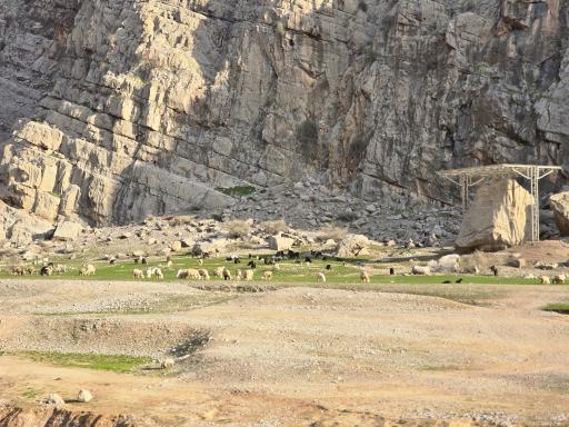 عکس خنگ اژدر