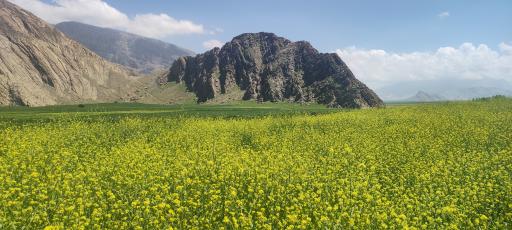 خنگ اژدر