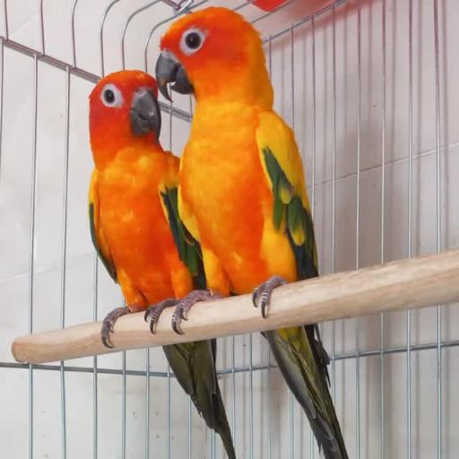 عکس پرنده سرای سلاطین