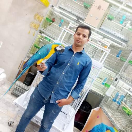 عکس پرنده سرای سلاطین