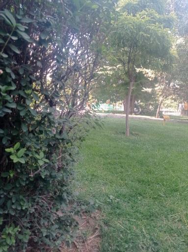 عکس فضای سبز 