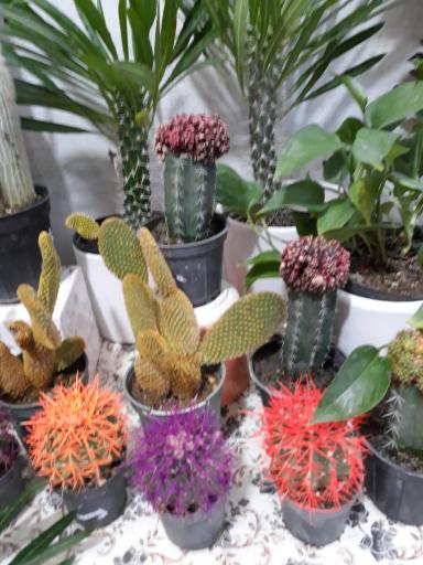 عکس گل سرای تشریفات 