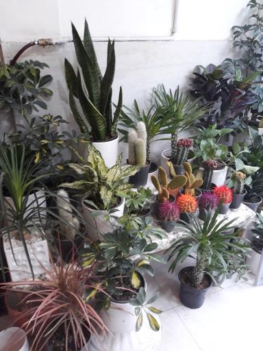 عکس گل سرای تشریفات 