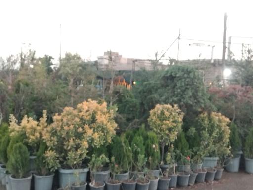 مجموعه گل و گیاه کهریز نهال