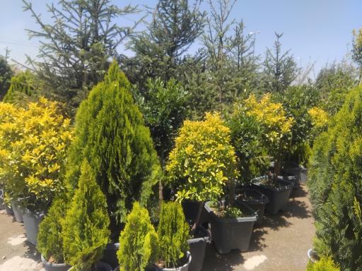 مجموعه گل و گیاه کهریز نهال