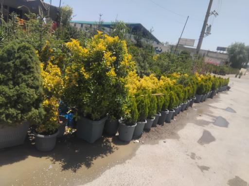 مجموعه گل و گیاه کهریز نهال