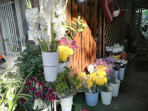 عکس گل رامشینی