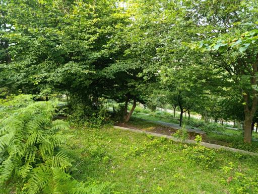 عکس پارک جنگلی سیاهداران