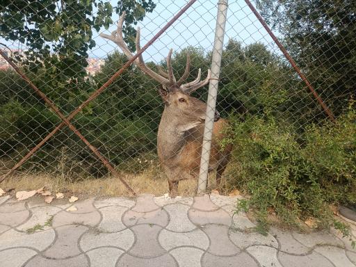 عکس پارک جنگلی سیاهداران