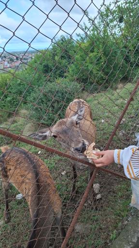 عکس پارک جنگلی سیاهداران