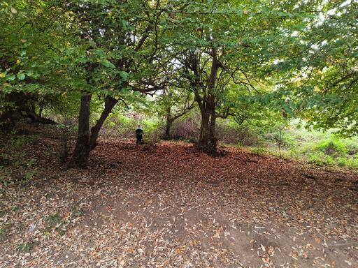 عکس پارک جنگلی سیاهداران