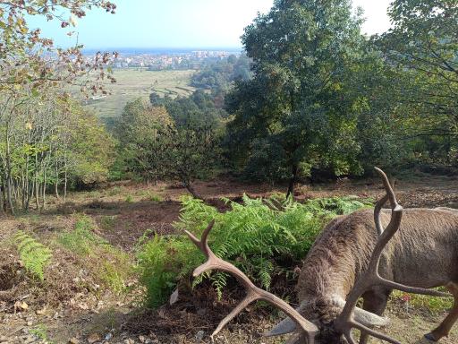 عکس پارک جنگلی سیاهداران