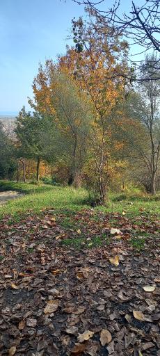 عکس پارک جنگلی سیاهداران