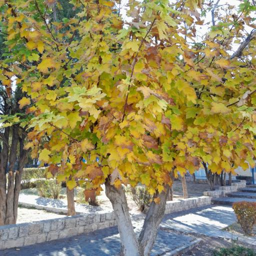 عکس پارک امام رضا