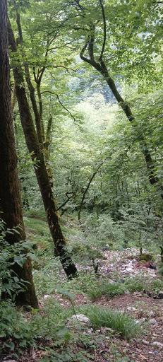 عکس پارک جنگلی سیاهداران