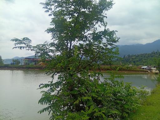 عکس پارک جنگلی سیاهداران