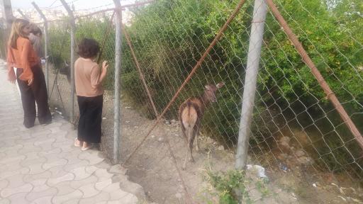 عکس پارک جنگلی سیاهداران