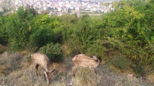 عکس پارک جنگلی سیاهداران