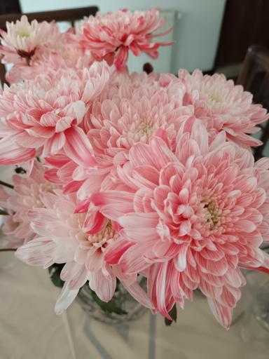 عکس گل فروشی اشکان