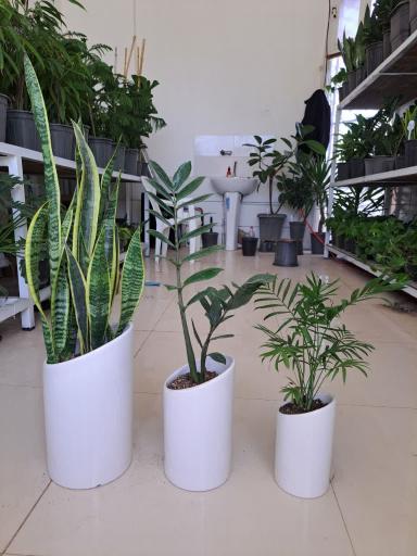 گلسرای لوتوس