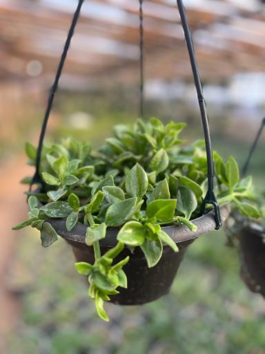 عکس گلسرای محمدفرجی