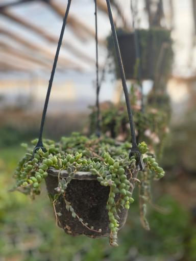 عکس گلسرای محمدفرجی