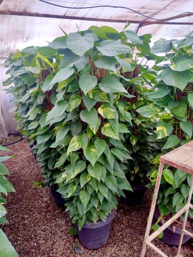 عکس گلسرای محمدفرجی