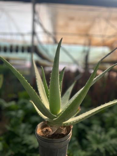 عکس گلسرای محمدفرجی