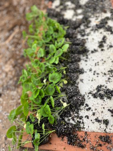 عکس گلسرای محمدفرجی