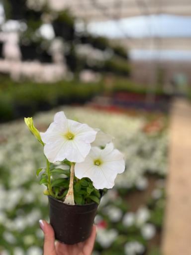 عکس گلسرای محمدفرجی