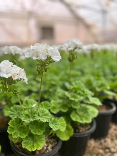 عکس گلسرای محمدفرجی