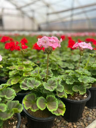 عکس گلسرای محمدفرجی