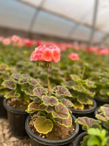 عکس گلسرای محمدفرجی