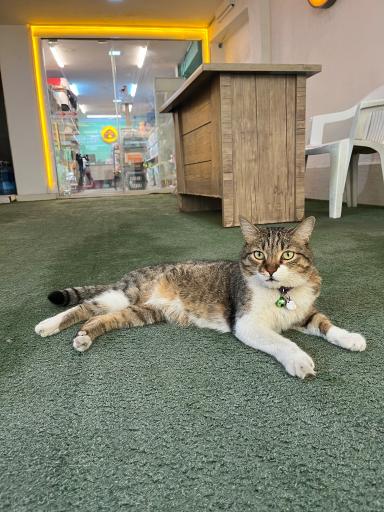 عکس بیمارستان دامپزشکی نوید navid Veterinary Hospital