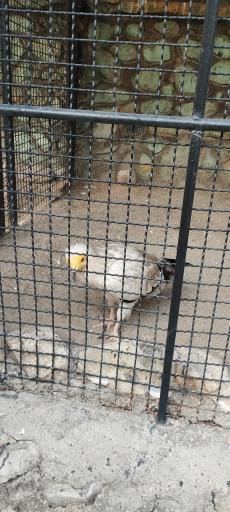 باغ وحش ارم سبز