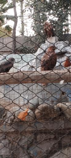 باغ وحش ارم سبز