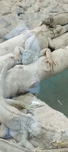 باغ وحش ارم سبز