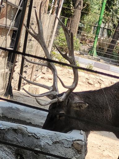 عکس باغ وحش ارم سبز