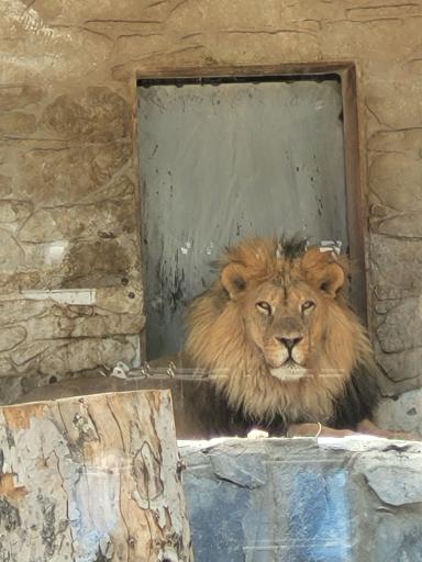 عکس باغ وحش ارم سبز