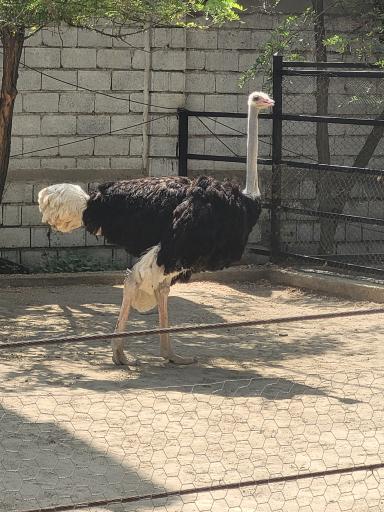 عکس باغ وحش ارم سبز