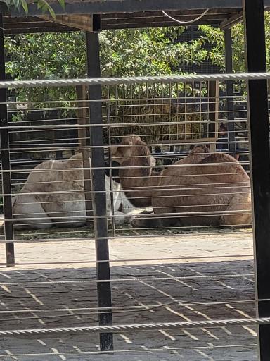 عکس باغ وحش ارم سبز