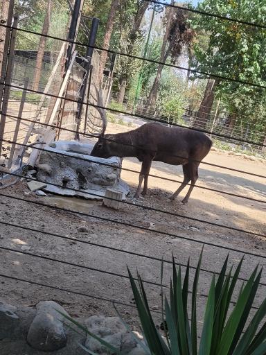 عکس باغ وحش ارم سبز