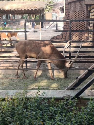 عکس باغ وحش ارم سبز