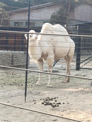 عکس باغ وحش ارم سبز