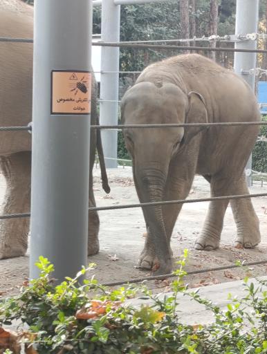 عکس باغ وحش ارم سبز