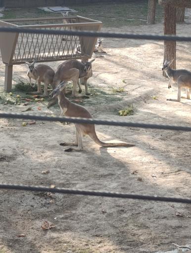 عکس باغ وحش ارم سبز